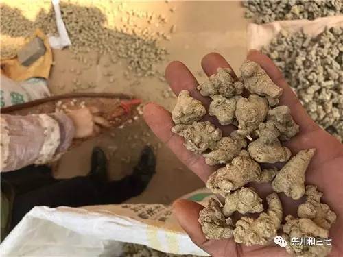 三七最新行情,一路奋进,开启无限可能