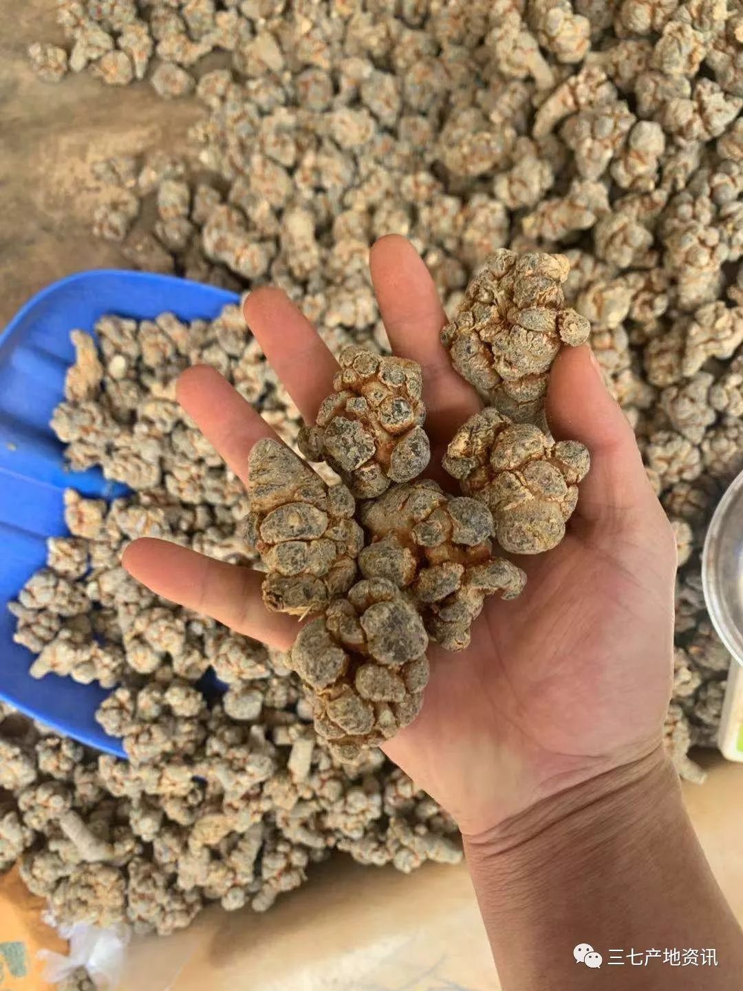 三七最新行情,一路奋进,开启无限可能