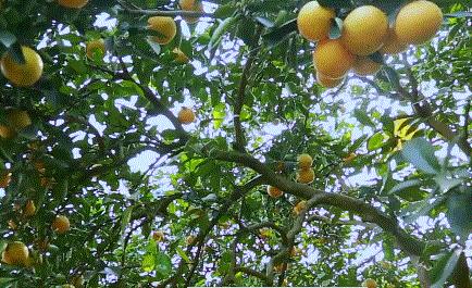 沙田最新招聘,启程探索自然美景之旅,寻找内心平和宁静的旅行招募启事