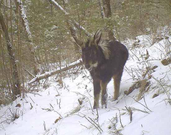 921212cc四不像凤凰,定性解析明确评估_编辑版27.253
