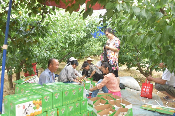 探索杏产业新动态与变迁，最新杏吧地址汇总