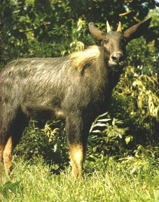 新澳四不象,实时异文说明法_安全版40.405