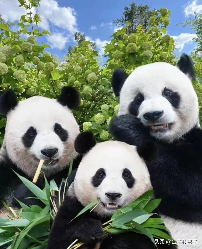 熊猫摇摇下载最新版，小巷美食天堂探秘