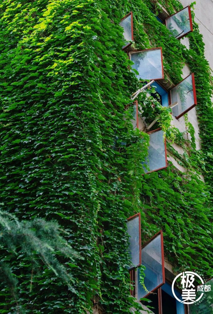 2021最新版眼保健视频,探索小巷深处的宝藏,隐藏在绿意中的特色眼保健视频店