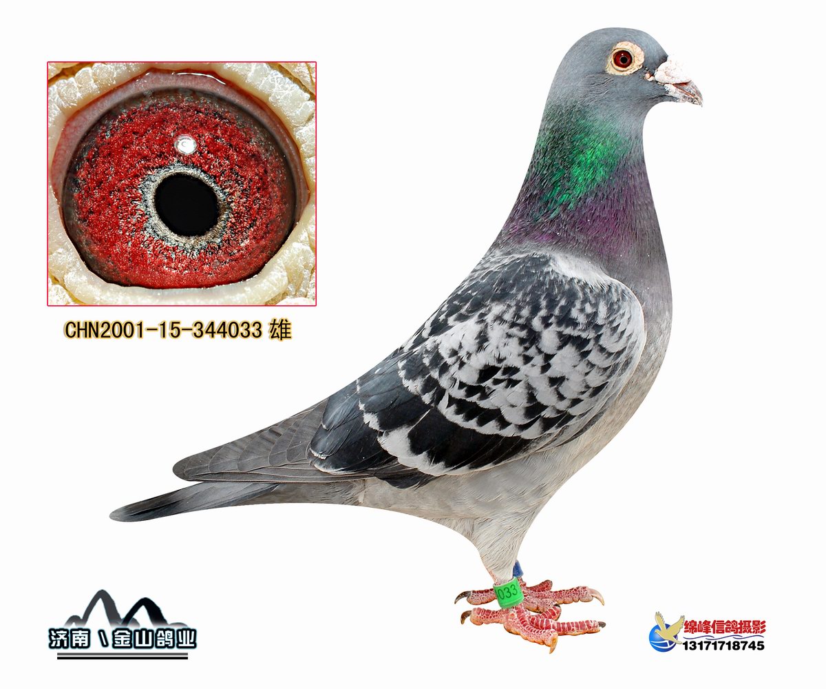 北京义信公棚最新动态与相关论述解析