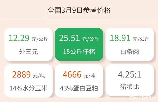 小猪价格最新动态更新!今日小猪价格最新消息🐷📣速览