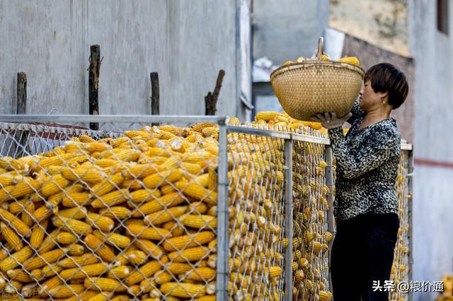 今日玉米粮价行情及最新消息分析