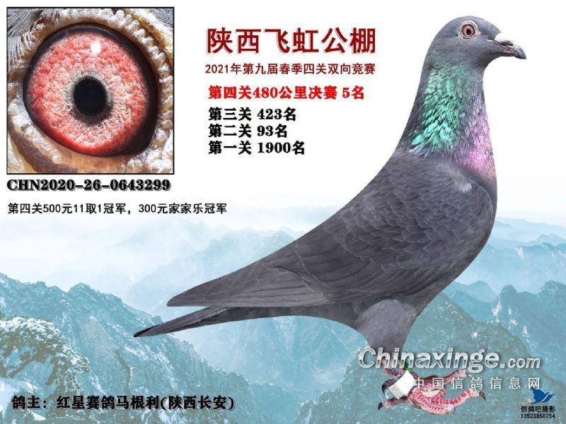 阜阳飞虹公棚最新消息,全面信息解释定义_极速版23.734