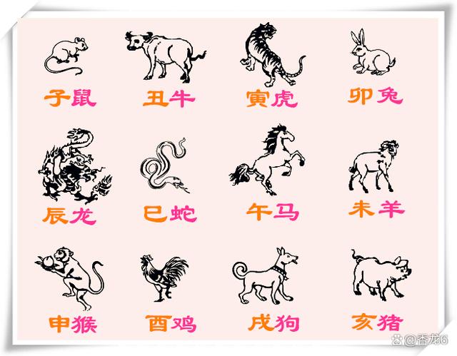 最新十二生肖揭秘与解析