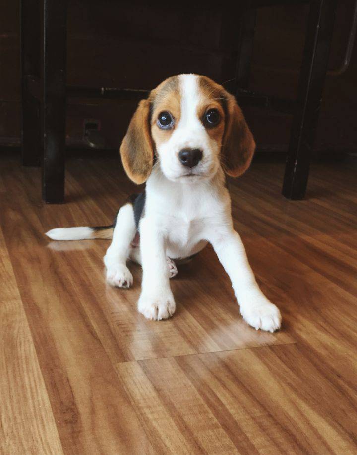 活力四溢的特色小店,最新比特犬的隐藏宝藏