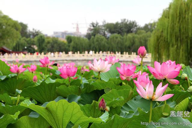 周口荷花市场全面指南与最新消息详解