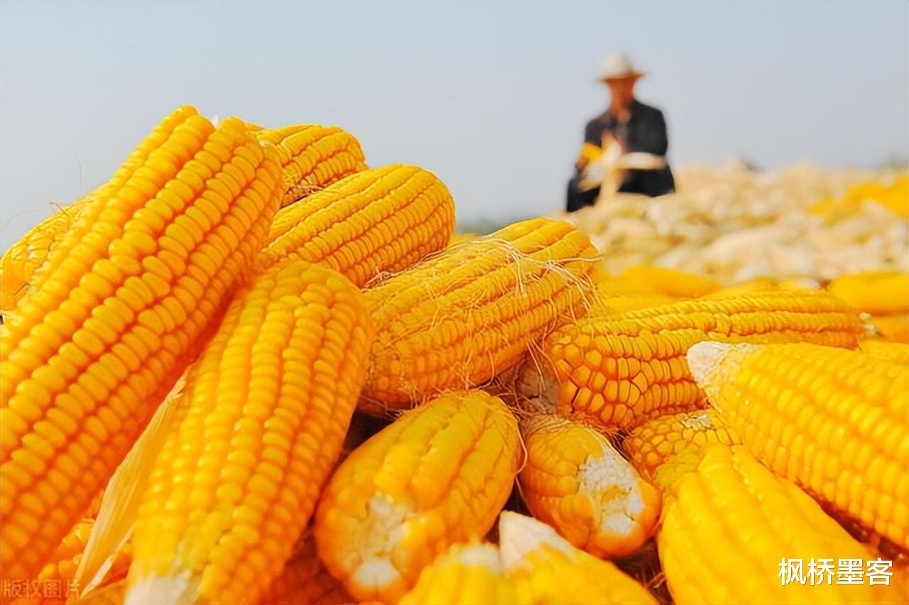 最新玉米报价揭秘,市场行情深度解析🌽📊