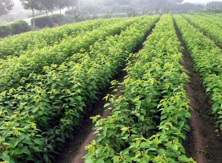 热门苗木求购指南,最新苗木推荐与选购攻略