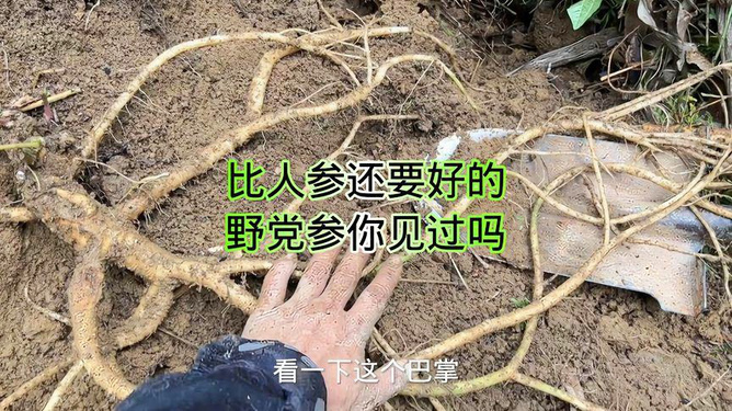 党参最新价格行情揭秘,小巷深处的宝藏党参价格更新动态