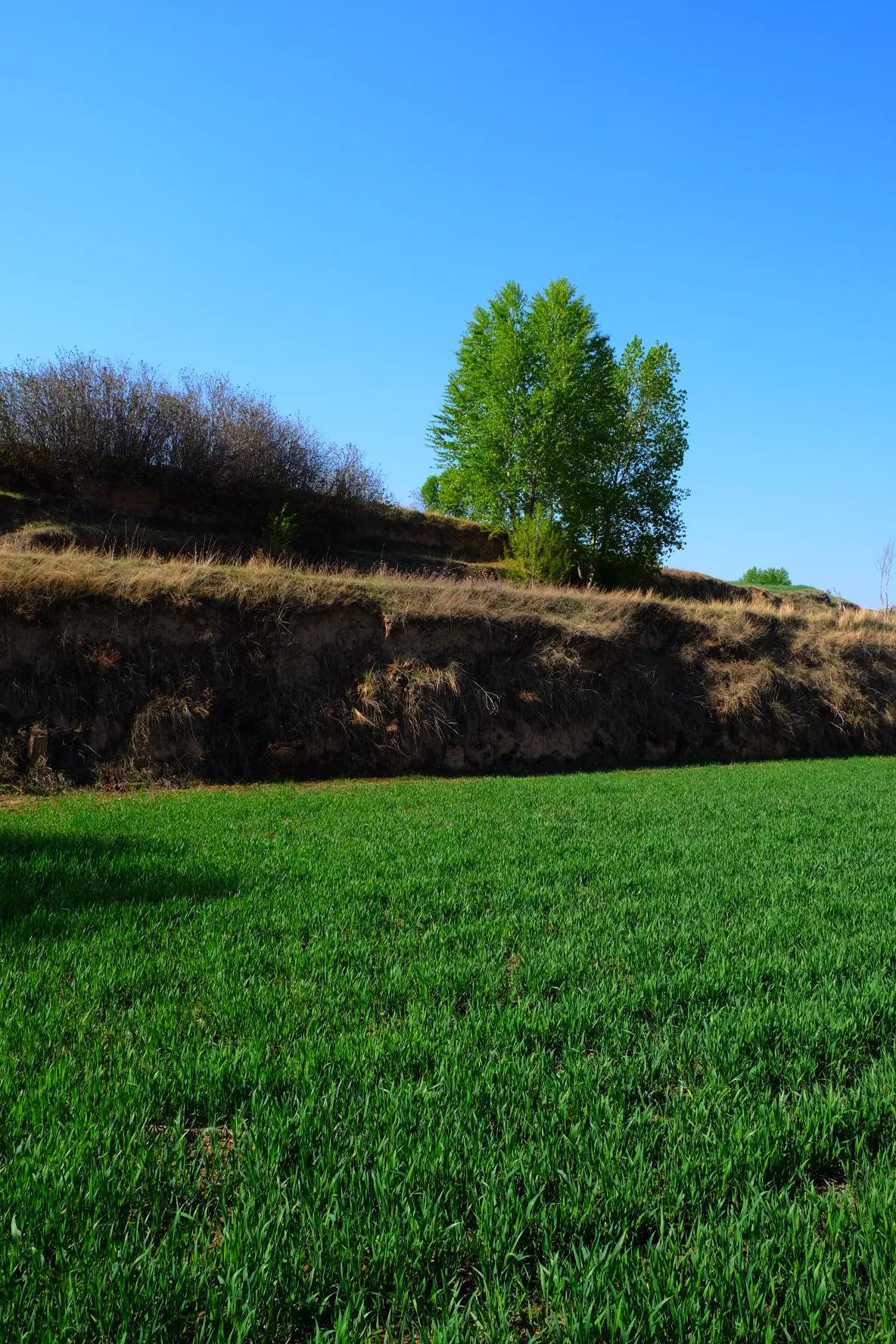 小麦最新价格行情与绿色之旅的心灵平静探寻
