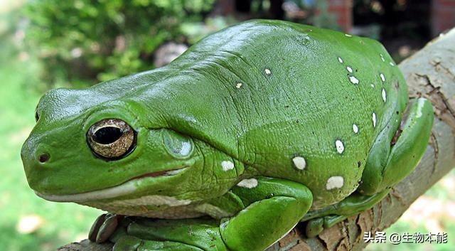 青蛙app最新版下载,探索美食秘境,小巷中的味蕾之旅