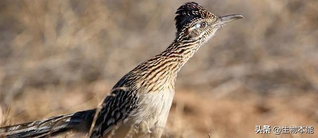 青蛙app最新版下载,探索美食秘境,小巷中的味蕾之旅