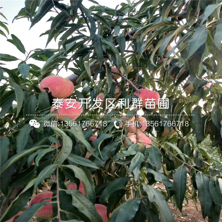 桃树苗新品种，变化中的学习，自信与成就的力量驱动成长之路