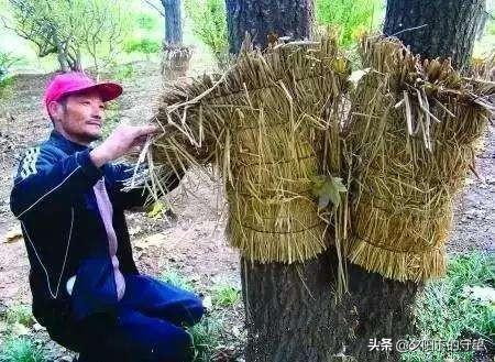 一树药业上市，探寻特色药业的非凡之旅，小巷中的隐藏宝藏
