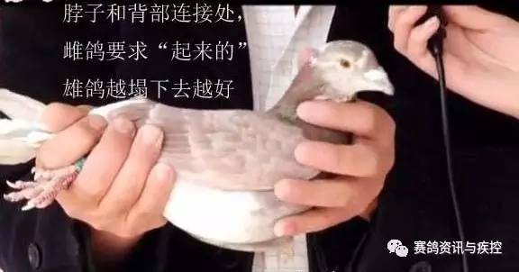 S2B2X电商体系 第121页