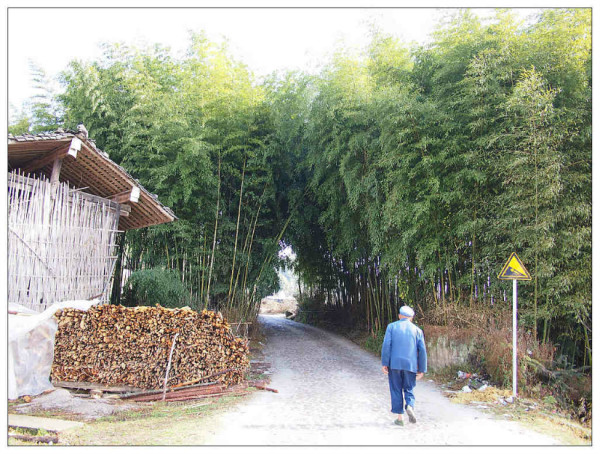 深圳股票之旅,探寻股市魅力与自然的和谐之美