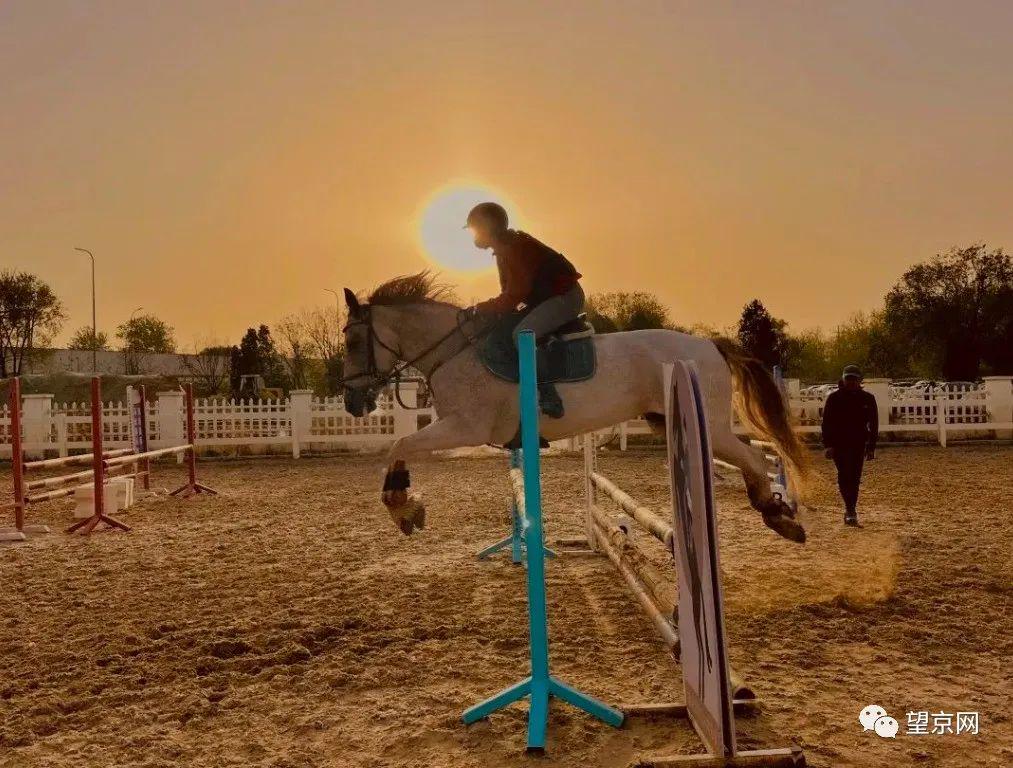 最新马术资讯,马背上的温情日常