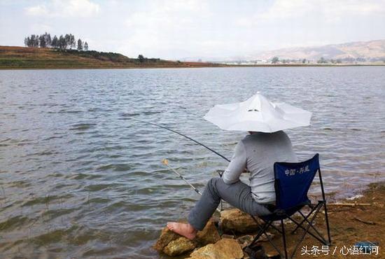 鲫鱼新品种揭秘,与水中精灵的奇妙缘分探索