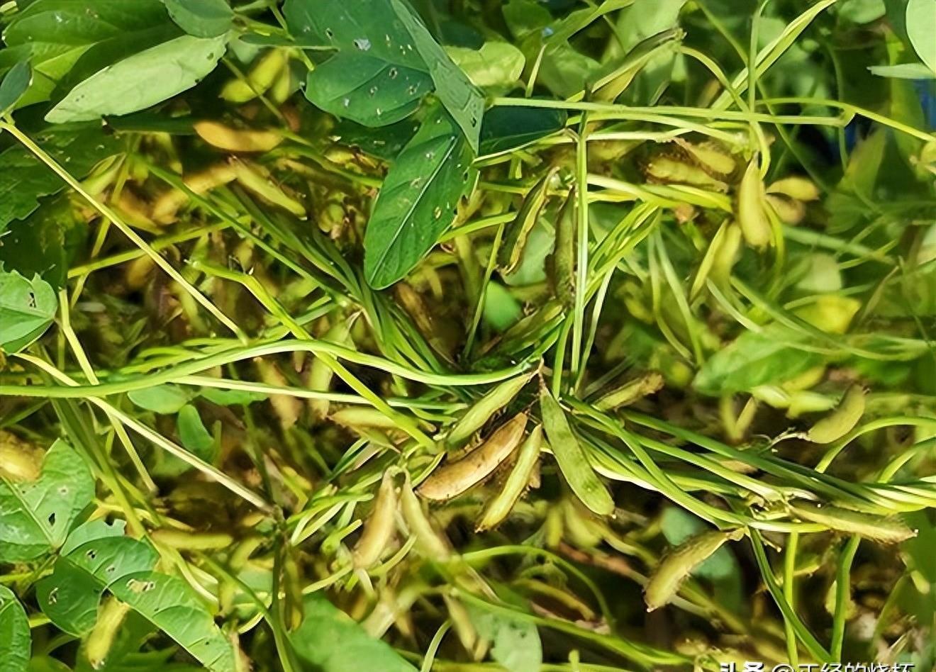 大豆产业最新动态，行业消息与多方观点深度解析