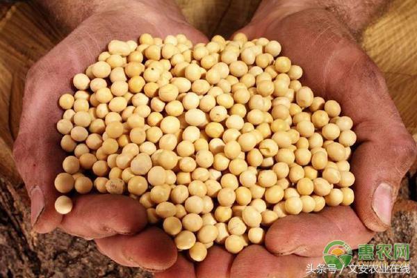 大豆最新行情与温馨日常故事交织